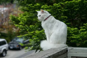 Pisica Angora (turcesc Angora) rasa descriere, fotografii, caracter, un preț și comentarii