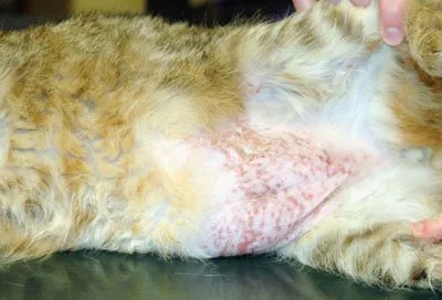 Dermatita atopică la pisici (atopic) Dermatita atopică la pisici