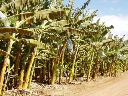Compoziție Bananele, valoarea calorică, beneficiile și contraindicații (banane) Compoziție Banane, valoarea calorica, beneficii și contraindicații