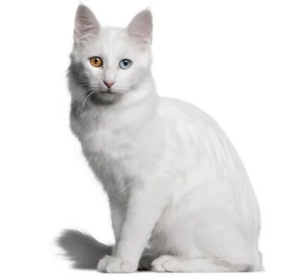 Pisica Angora (turcesc Angora) rasa descriere, fotografii, caracter, un preț și comentarii