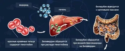 Analiza biochimică a sângelui arată că (sânge) Analiza biochimică a sângelui care arată