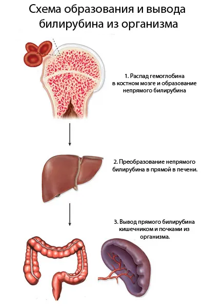 chimia sângelui (biochimie) standarde, decodificare (chimia sângelui) sange chimie standarde (biochimie), decodare