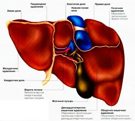 Mă doare ficatul - decât pentru a trata, ce medicamente să ia (ficat) Mă doare ficatul - decât vindecarea, ce medicamente pentru a lua