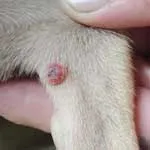 Negi simptomelor câini, diagnostic, tratament, prevenire, serviciul veterinar al regiunii, Vladimir