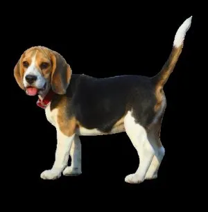 Negi în heppidogs tratament câini