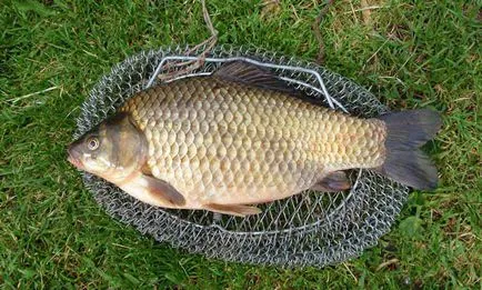 Camye de aur mare crap, argint, alegerea de viteze pentru crap mare, tactici de pescuit (cel mai mare crap din lume) Camye mare crap de aur, argint, alegerea de viteze pentru crap mare, tactici de pescuit
