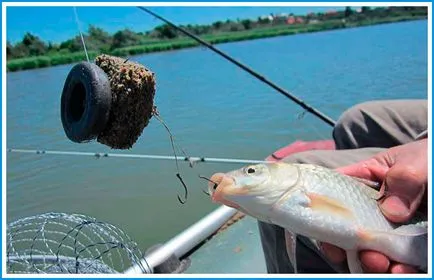 Camye de aur mare crap, argint, alegerea de viteze pentru crap mare, tactici de pescuit (argint) Camye mare crap de aur, argint, alegerea de viteze pentru crap mare, tactici de pescuit