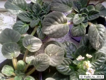 Centrul îngroșat, frunze răsucite, florile devin mai mici, violet (Saintpaulia)