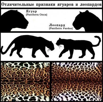 Big Four