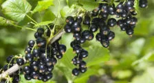 Stafidele primăvară fertiliza