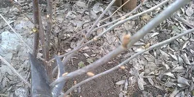 secrete de cultivare negru coacaza secrete de cultivare negru coacaza