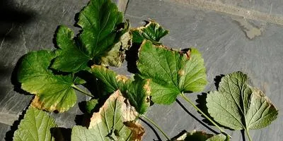 secrete de cultivare negru coacaza secrete de cultivare negru coacaza
