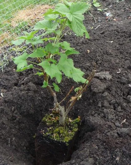 Coacăze fertiliza în primăvară pentru o recoltă mai bună