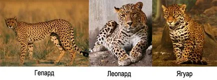 Ghepardul este diferit de leopardul și jaguarul, ceea ce este diferența