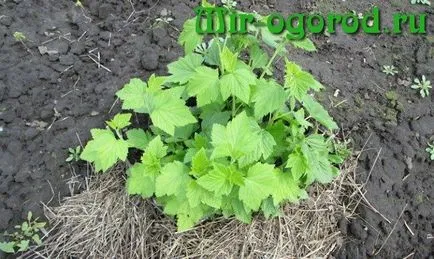 primăvara coacăze furajeri