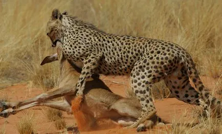 Ghepardul este diferit de leopardul și jaguarul, ceea ce este diferența