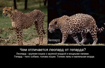 Ghepardul este diferit de leopardul și jaguarul, ghepard bate ferrari - youtube, trei pisici și