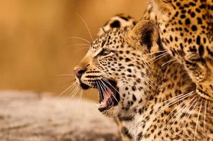 Ghepardul este diferită de descriere și leopard diferențele prădători