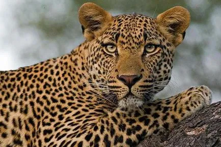 Ghepardul este diferită de descriere și leopard diferențele prădători