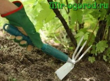 primăvara coacăze furajeri