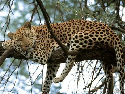 Ceea ce este diferit de leopard Guépard 2