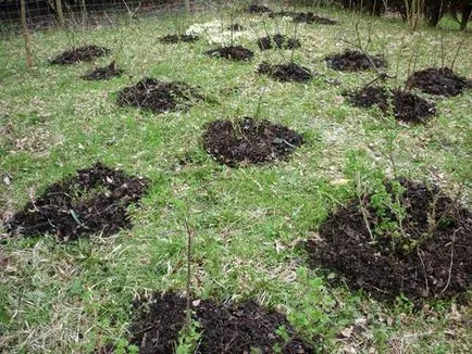 Coacăze fertiliza în primăvară pentru o recoltă mai bună