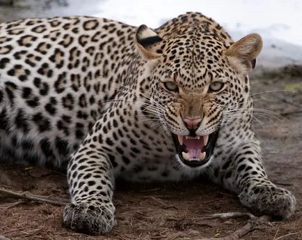 Ghepardul este diferit de leopardul și jaguarul, ceea ce este diferența