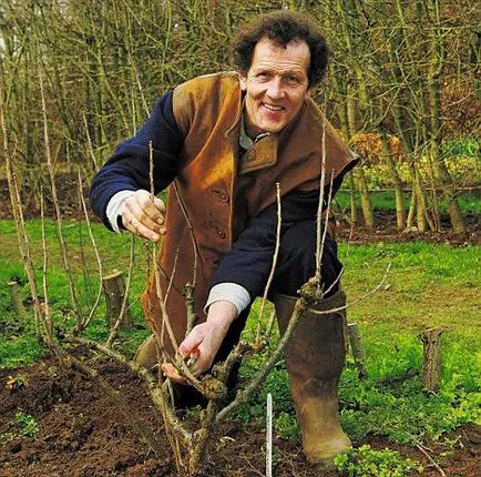 Coacăze fertiliza în primăvară pentru o recoltă mai bună