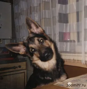 Ceea ce este necesar pentru câini, animale de companie