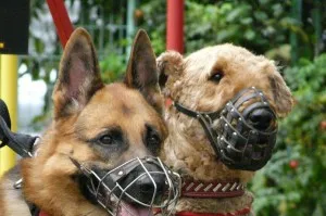 Ceea ce este necesar pentru câini, animale de companie