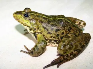 Ce să mănânce broaște - decât hrana animalelor Ce să mănânce broaște - decât hrana animalelor