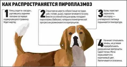 Ce ar trebui să fac în cazul în care căpușa a mușcat primii pași ai unui câine (biți) Ce ar trebui să fac în cazul în care căpușa a mușcat primii pași ai unui câine