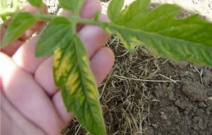 Ce se întâmplă dacă frunzele se ingalbenesc, cum să înțeleagă cauza și au tomate