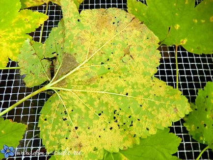 Ce se întâmplă dacă îngălbenirea frunze de coacaze, o casă frumoasă și grădină (galben) Ce se întâmplă dacă îngălbenirea frunze de coacaze, o casă frumoasă și grădină