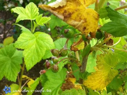 Ce se întâmplă dacă frunzele îngălbenite de coacaze, o casă frumoasă și grădină (frunze pete albe) Ce se întâmplă dacă îngălbenirea frunze de coacaze, o casă frumoasă și grădină