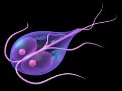 Ce este Giardia si modul de a trata simptomele lor și măsurile de prevenire