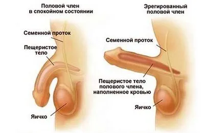 Ce este o erecție la bărbați elementele de bază ale fiziologiei normale, patologie (de bază) Ce este o erecție la bărbați elementele de bază ale fiziologiei normale, patologie