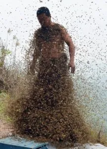 Ce este roiurile de albine și cum să evite țeava de miere