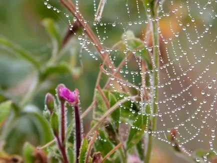 Ce este rouă, picături de rouă, fotografie, pe drum! (Un punct de rouă) Ce este rouă, picături de rouă, fotografie, pe drum!