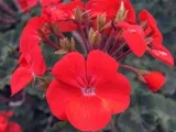 flori Nasturtium - plantare și îngrijire; fotografie Nasturtium, condurul doamnei în creștere, proprietățile sale; călțunaș