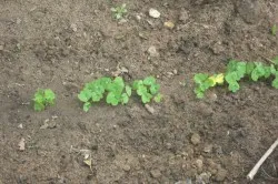 Nasturtium flori cultivare, îngrijire