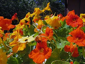 flori Nasturtium - plantare și îngrijire; fotografie Nasturtium, condurul doamnei în creștere, proprietățile sale; călțunaș