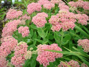 Stonecrop Flower Photo, in special de plantare și îngrijire de plante, soiuri de Sedum (stonecrop) Stonecrop Flower Photo, în special plantarea și îngrijirea plantelor, specii Sedum
