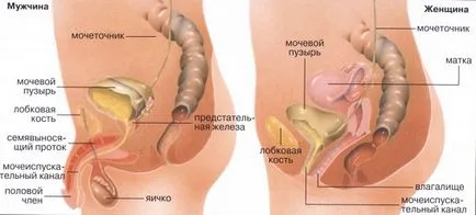 Cistită cu sânge în timpul cauze urinare si tratament