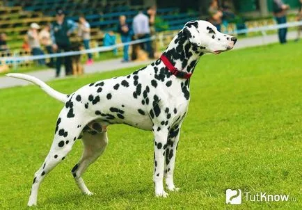 Dalmată câine rasa descriere, caracter, cățeluși