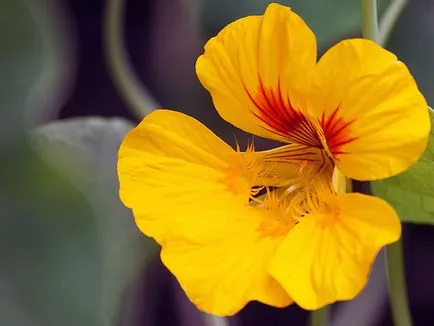 flori Nasturtium - plantare și îngrijire; fotografie Nasturtium, condurul doamnei în creștere, proprietățile sale; călțunaș