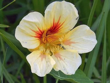 flori Nasturtium - plantare și îngrijire; fotografie Nasturtium, condurul doamnei în creștere, proprietățile sale; călțunaș