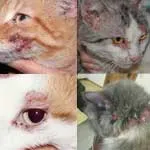 pisici Dermatită (infecțioase, parazitare, alergice, traumatice, medicale) (cat) pisici Dermatită (infecțioase, parazitare, alergice, traumatică, medicale)