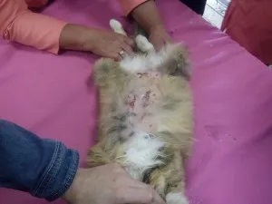 Dermatita la pisici cauze, simptome si tratamente (pisici) Dermatita la pisici cauze, simptome si tratamente