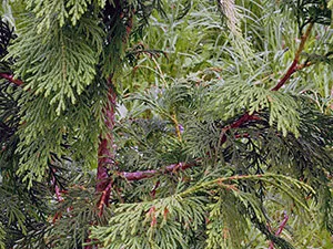 Thuja copac - plantare și îngrijire Foto arborvitae, altoire arborvitae și de reproducere, specii și varietăți